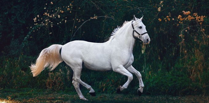 white horse on grass