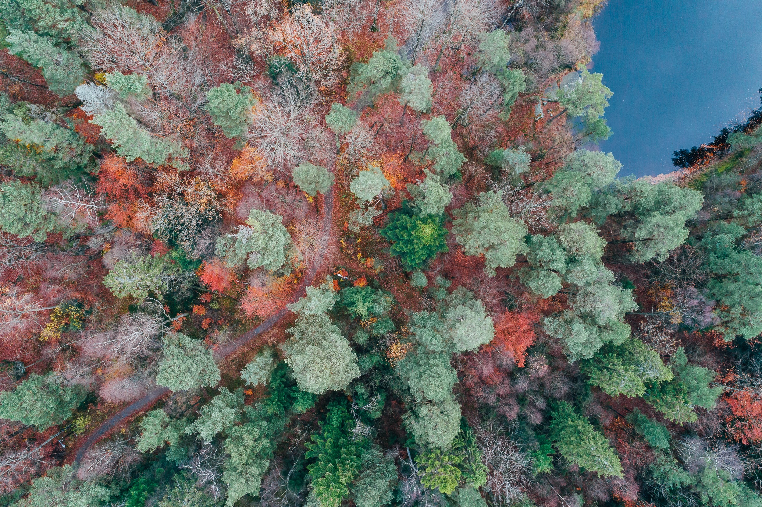 Birds-eye perspective on forest