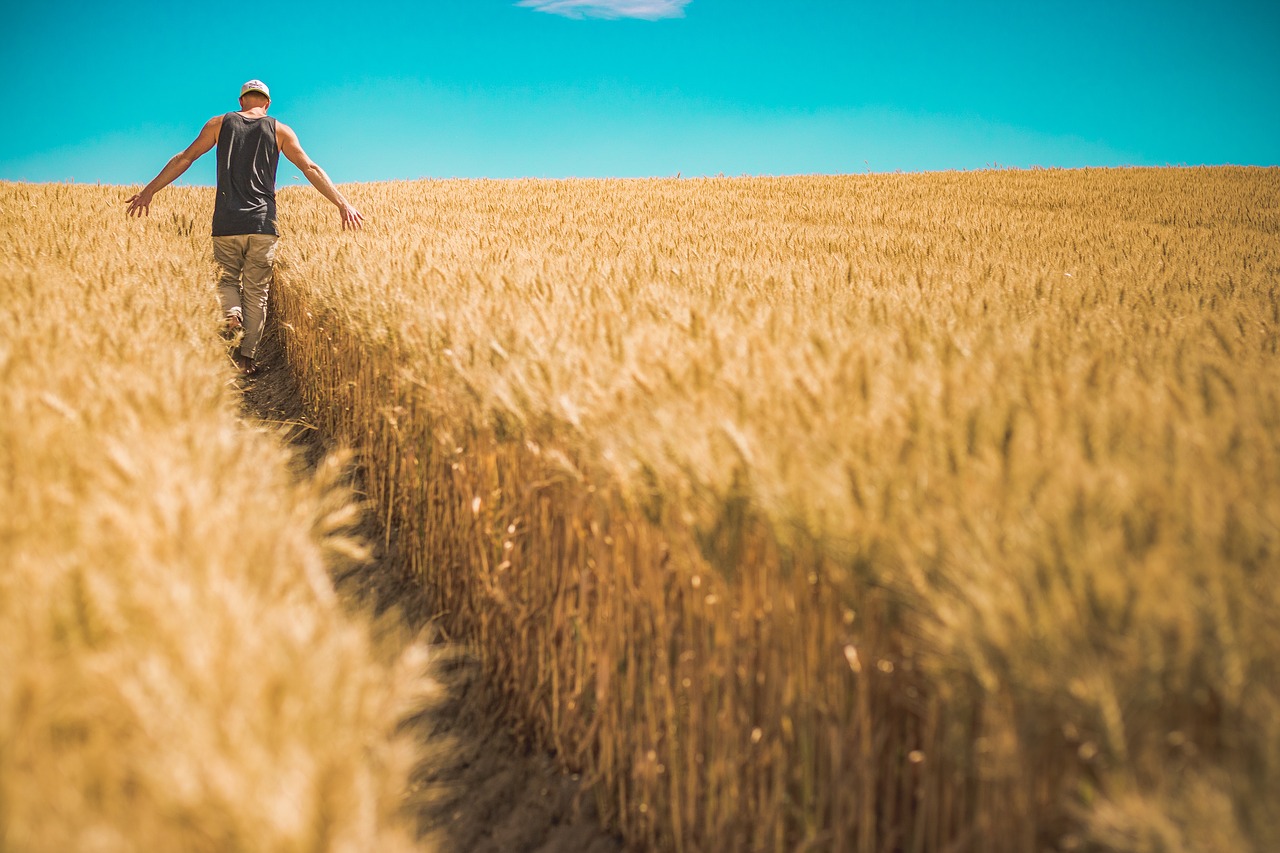 A man walking through a field of barleyof