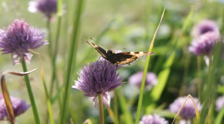 Naturblomma_custom20230526101941