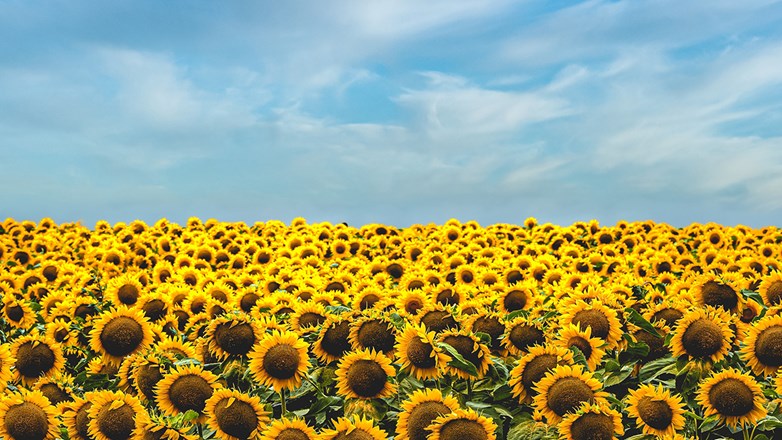 A field of sunflowers beneath a the sky