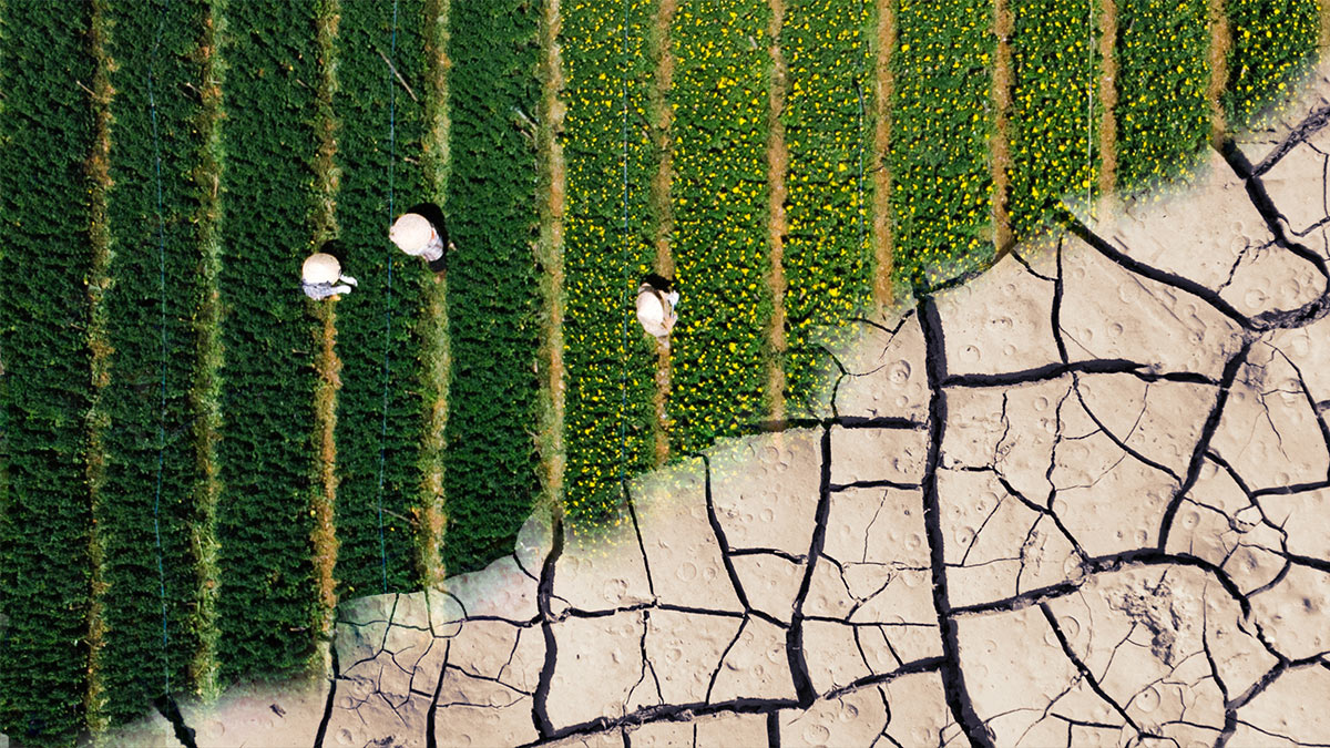 Farm field on the top left and dried out field on the bottom right corner.