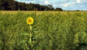 A single sunflower growing among the weeds in a farm field