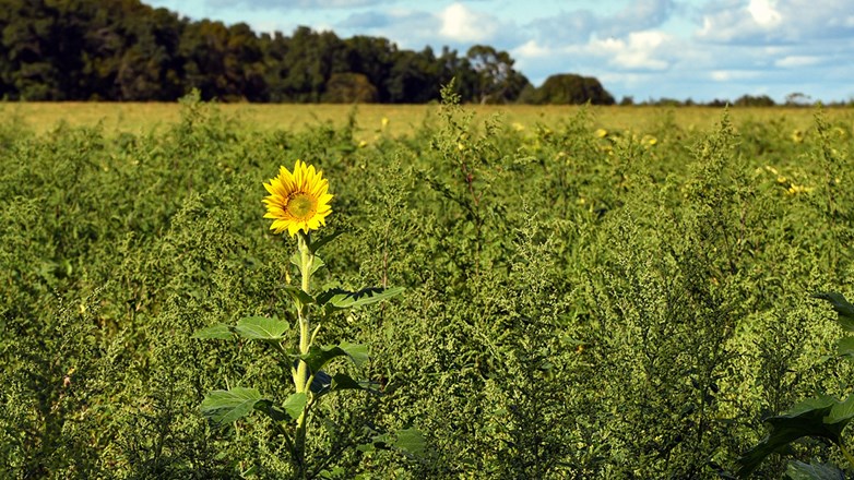 A single sunflower growing among the weeds in a farm field