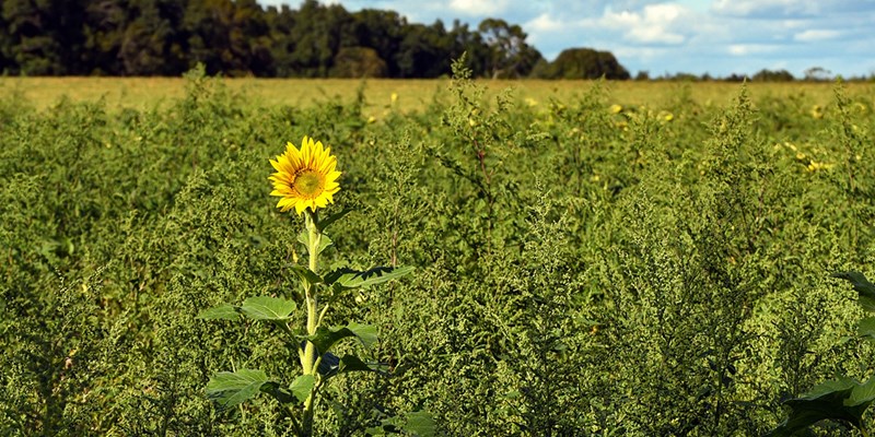 A single sunflower growing among the weeds in a farm field