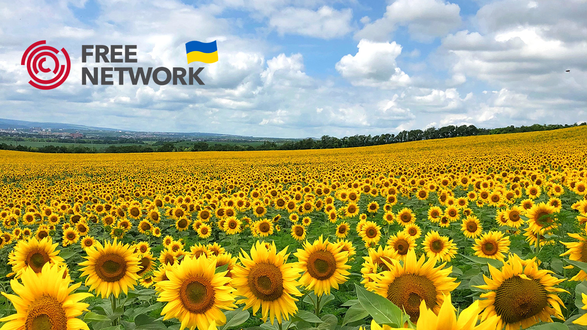 A field full of sunflowers.