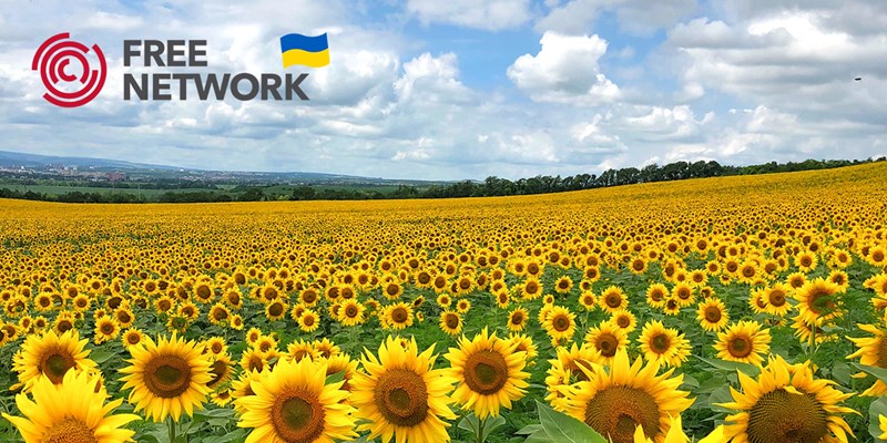 A field full of sunflowers.