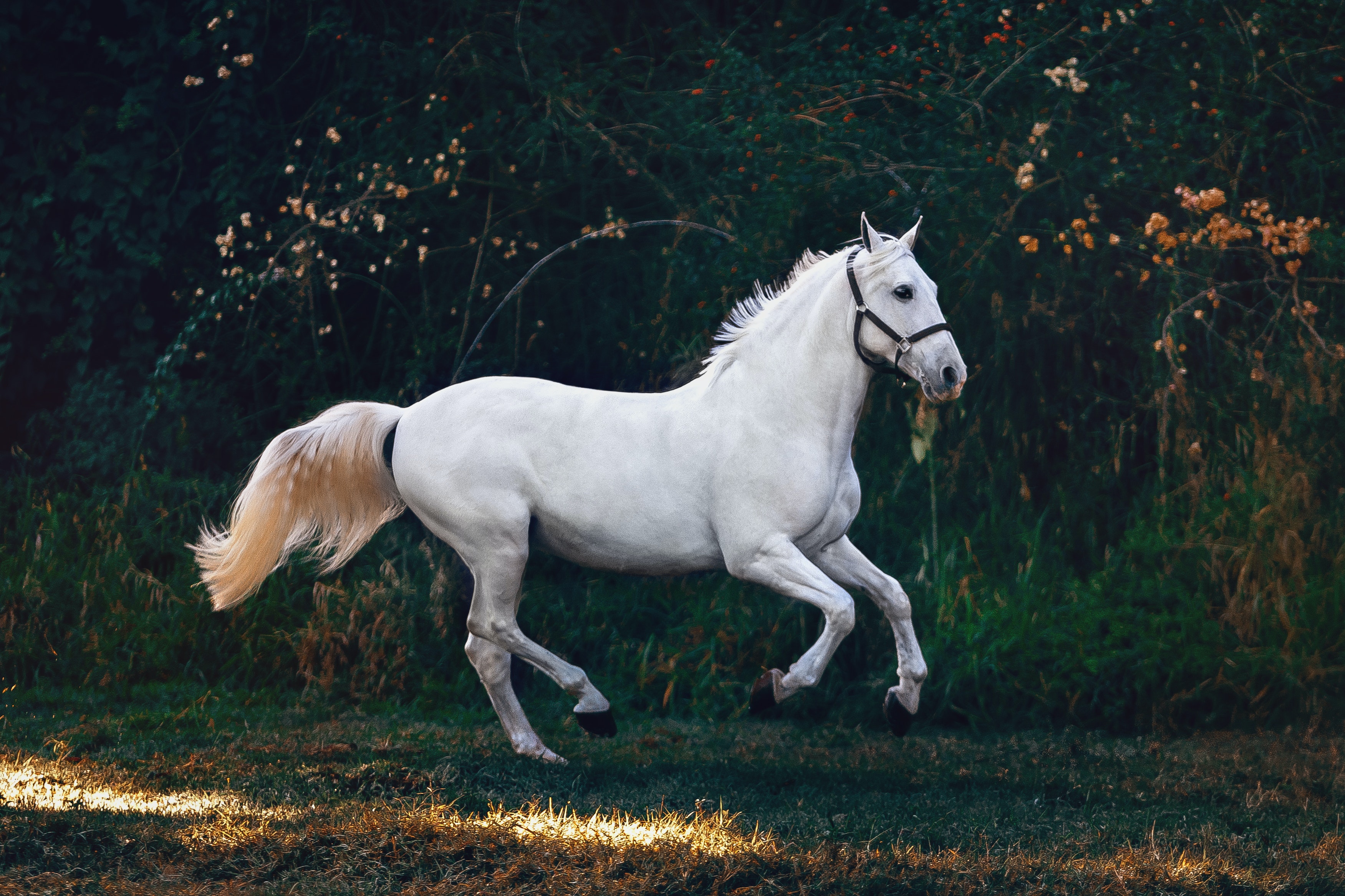 white horse on grass