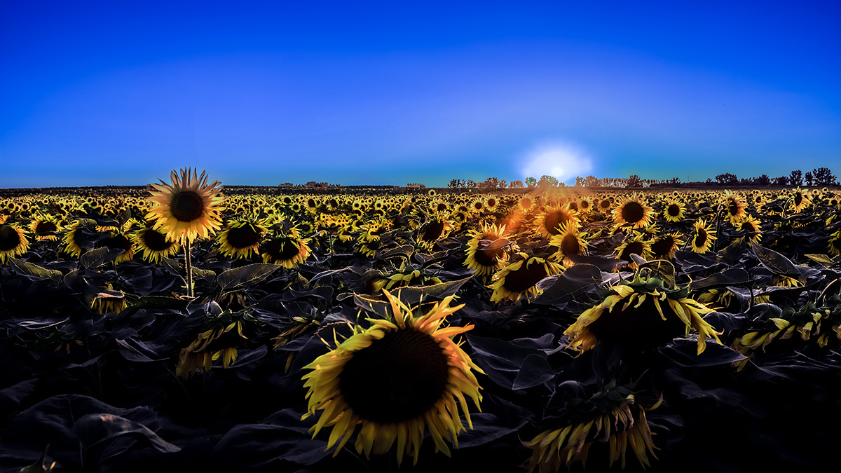 A field of sunflowers