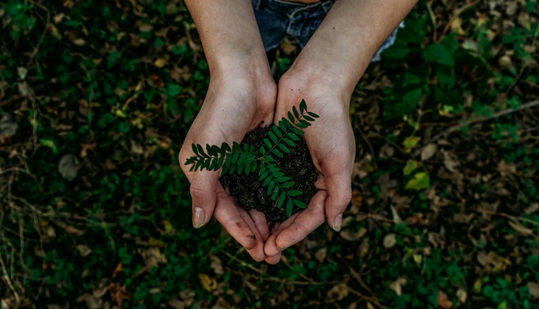 Image of hands holding a plant