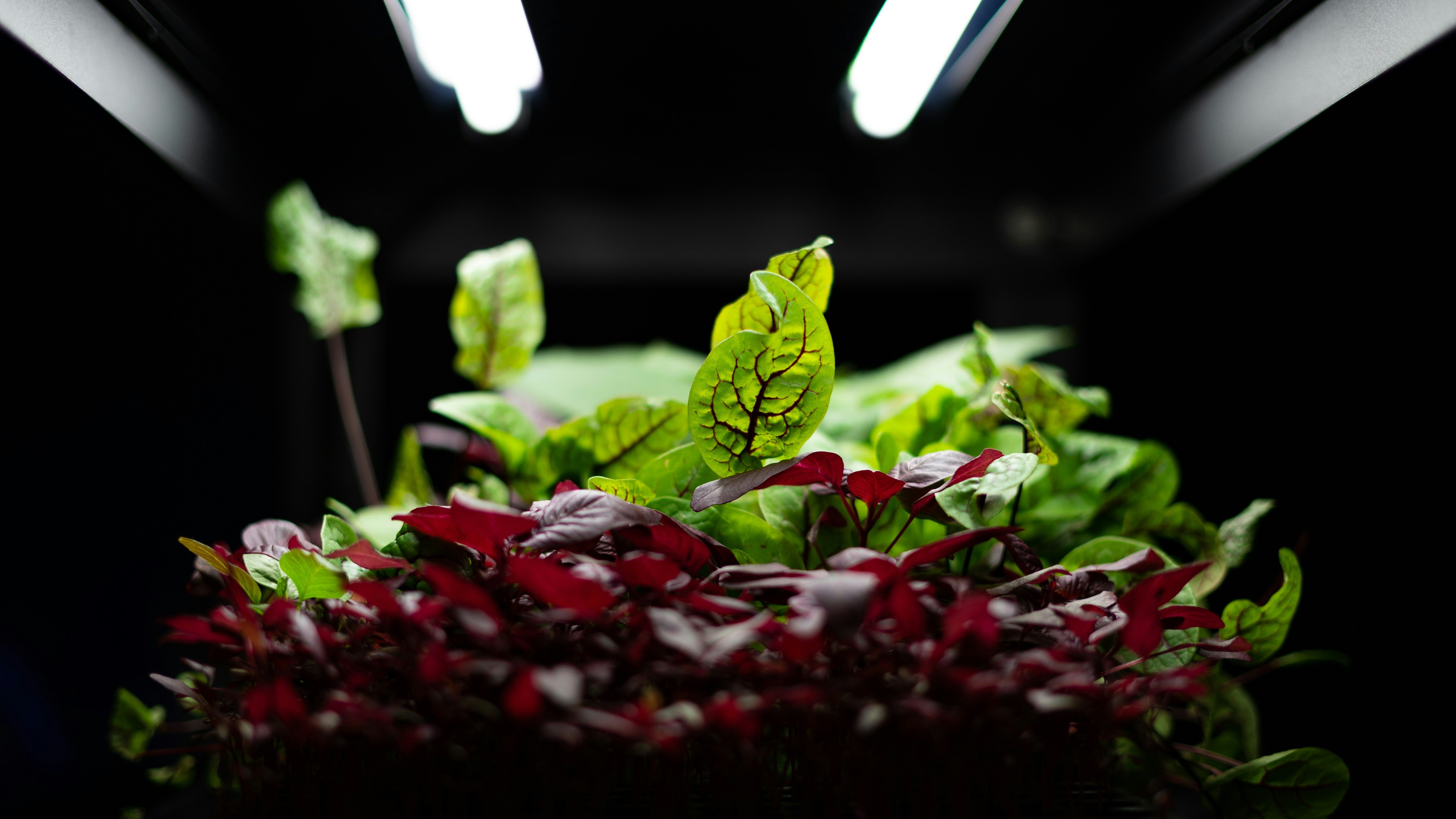 a salad from the future