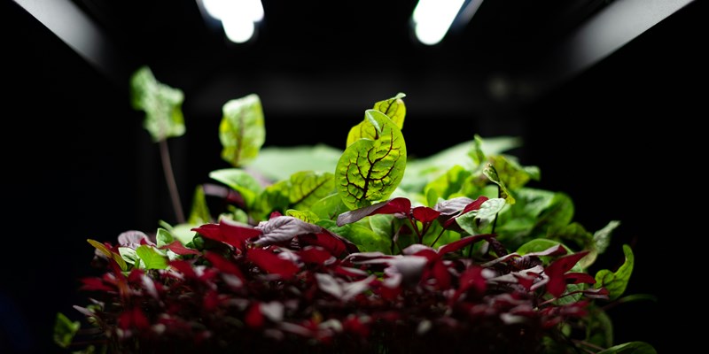 a salad from the future