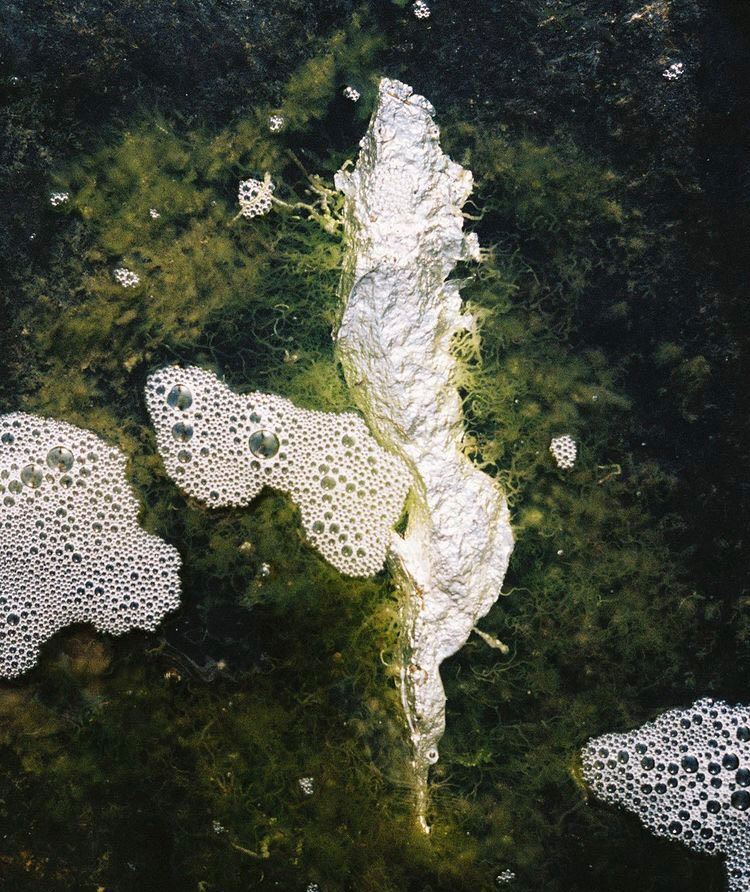 the credits are: Photograph by Hélène Kugelberg (Instagram : @recto__verso__) and artwork by Linnéa Gad