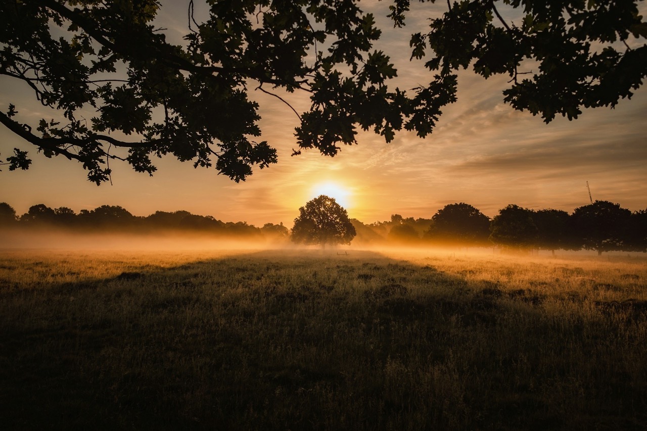 Tree/ sunrise