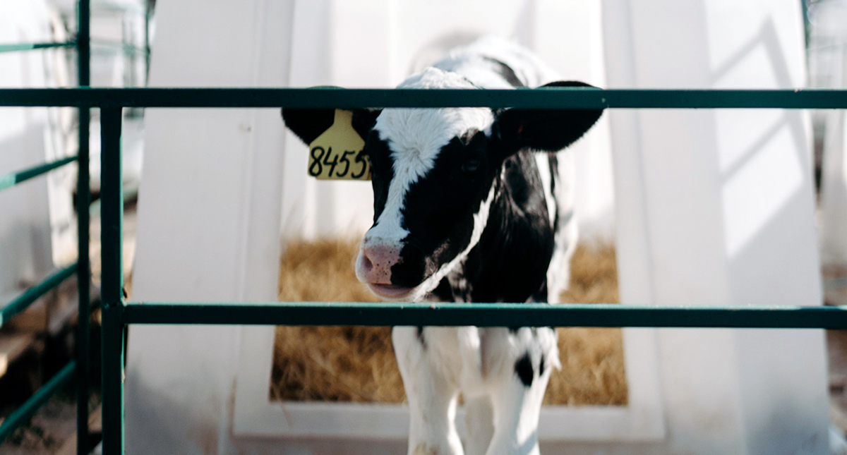 A small calf behind a fence