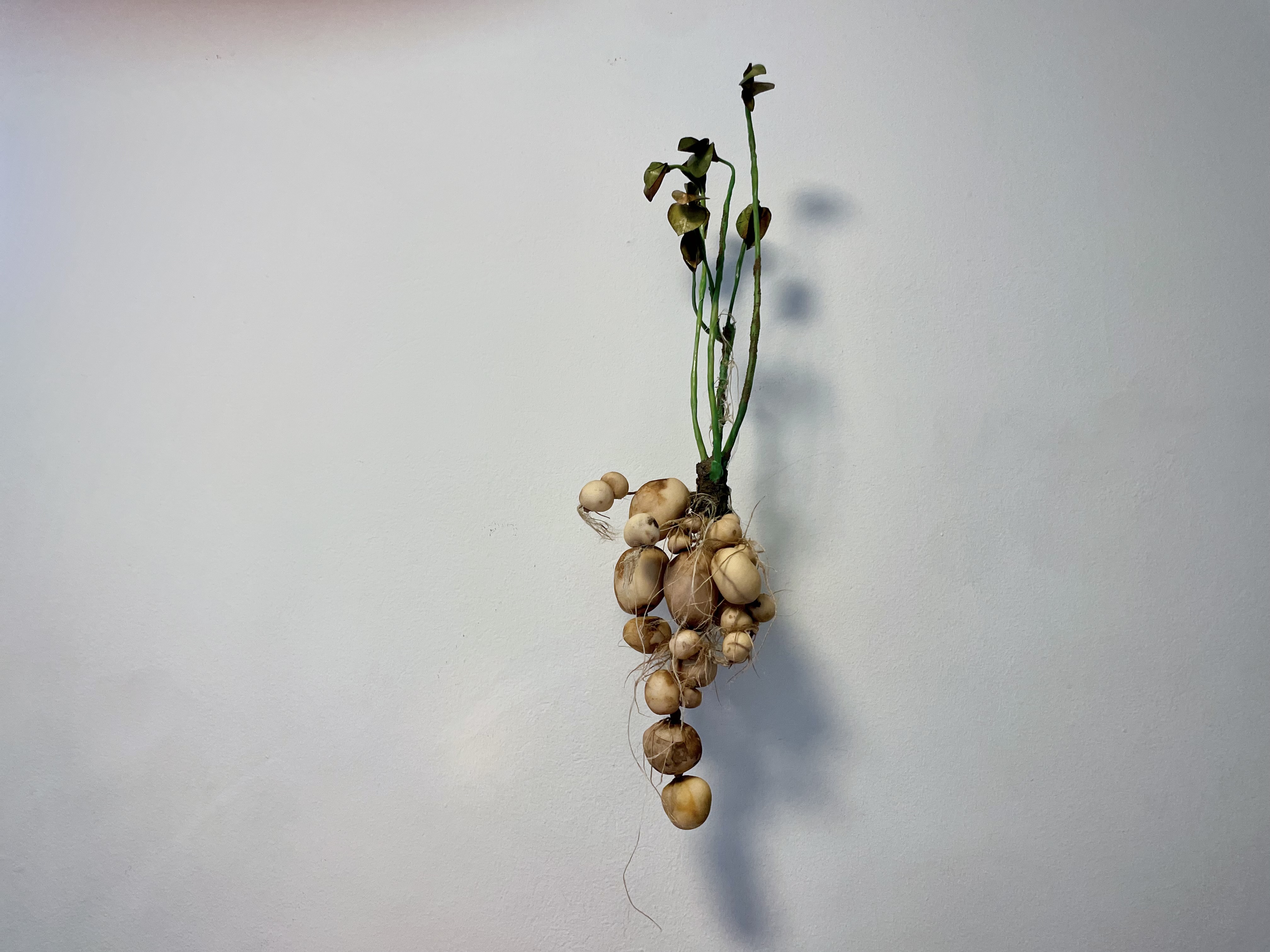 Solanum V by Moa Israelsson