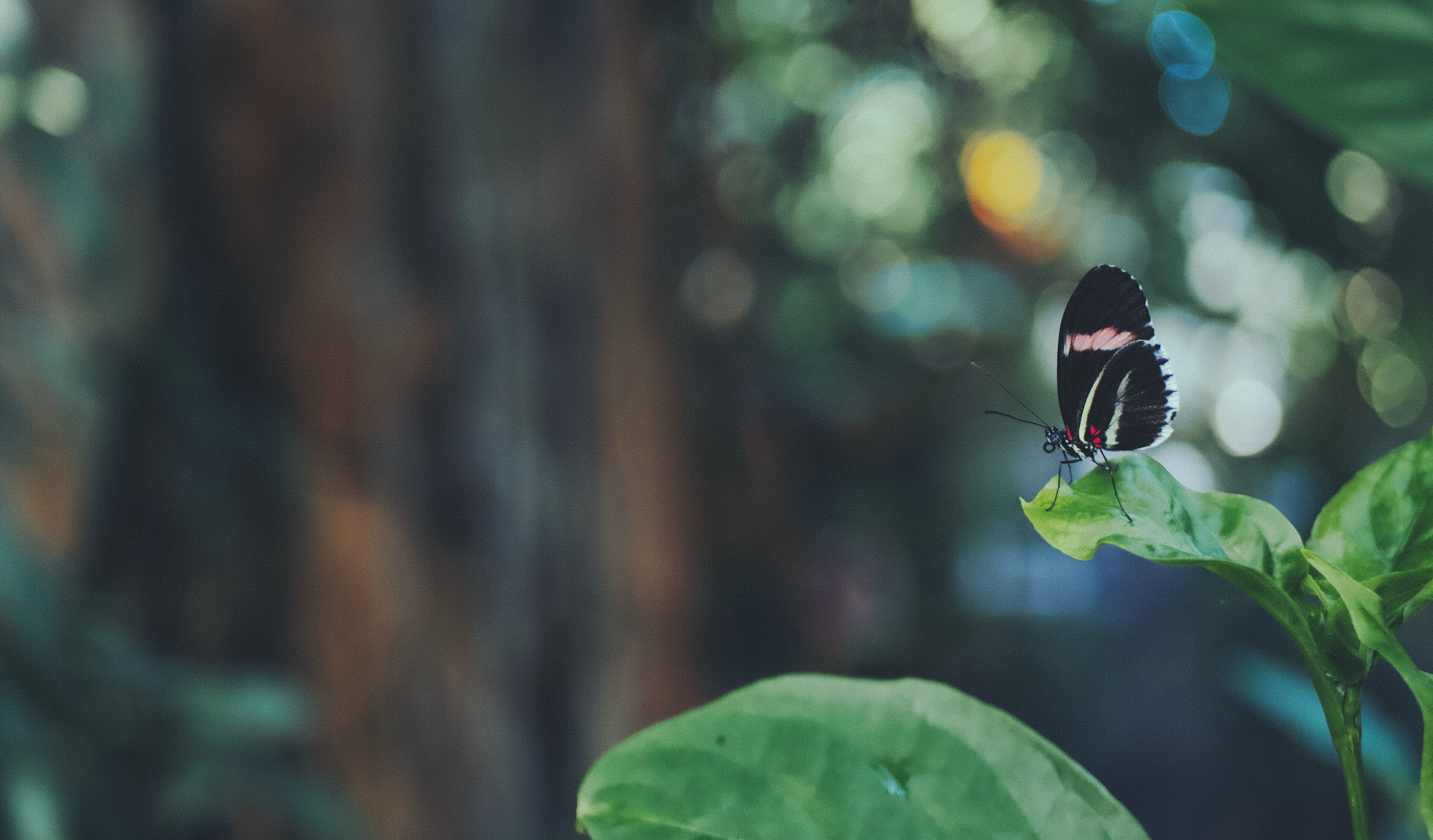 Butterfly on leaf