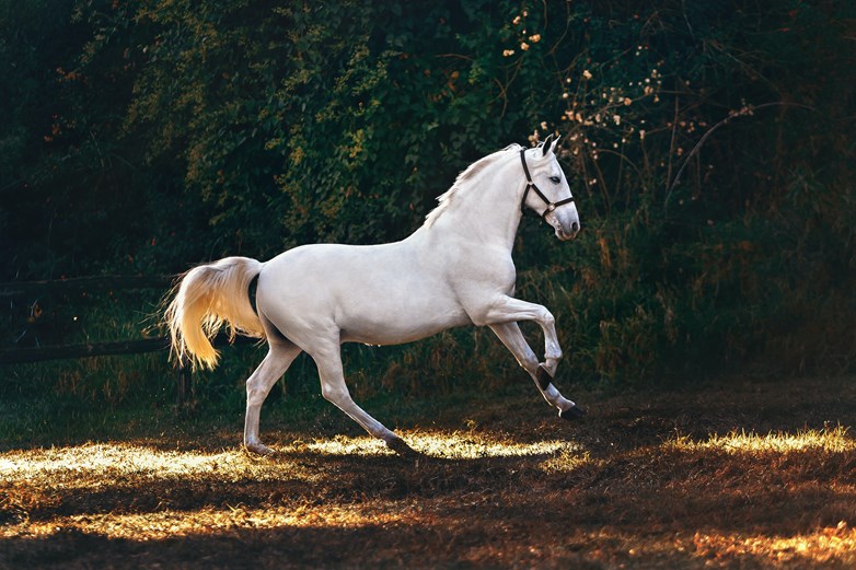 white horse in the nature