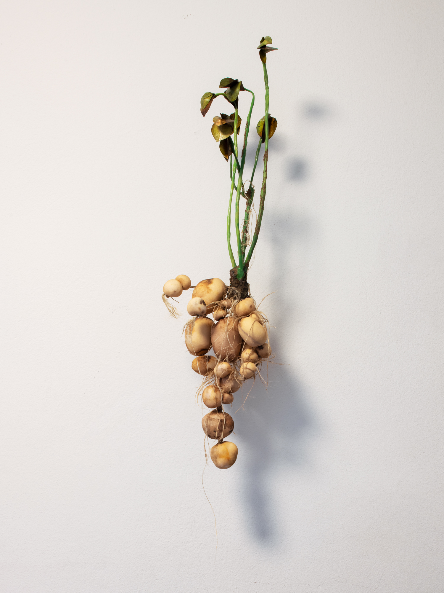 Solanum V, Moa Israelsson