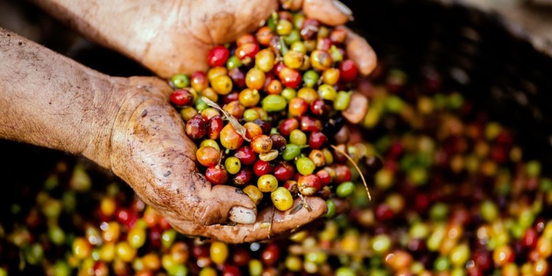 coffee farmer