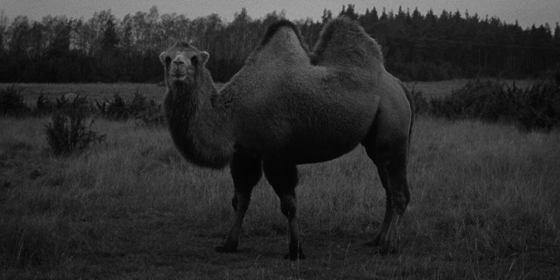 Still from Shibah, Nils, Katrine
