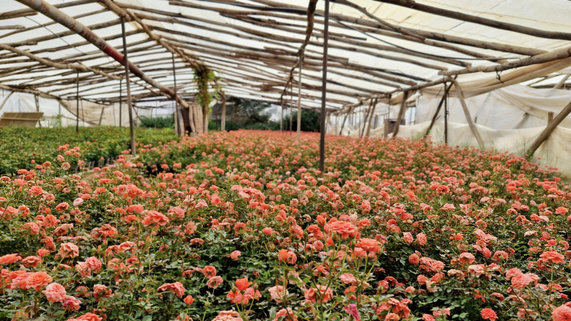 Long rows of roses growing in a greenhouse.