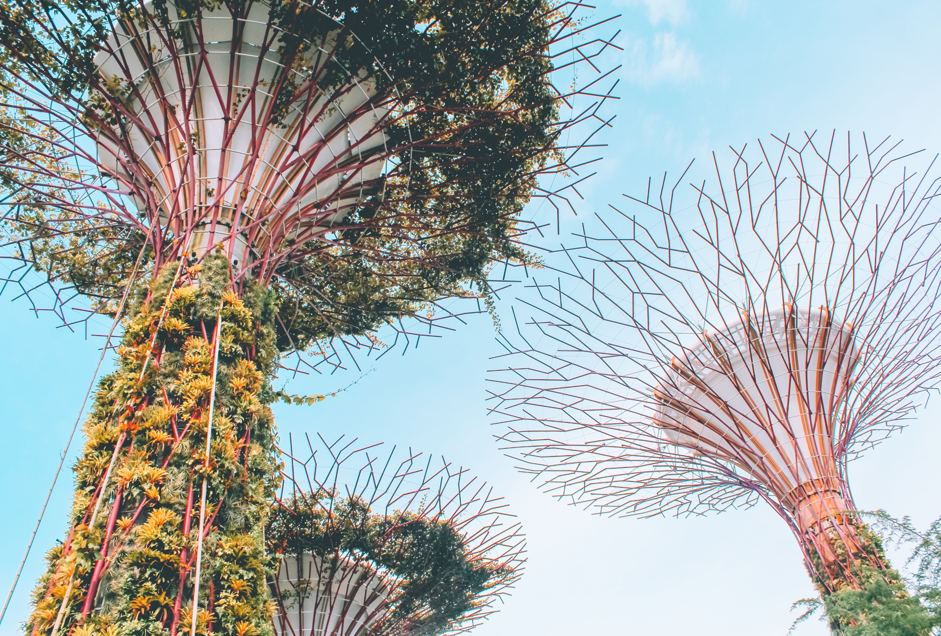 The Supertree Grove in Singapore from below, three man-made trees tower up against a blue sky.