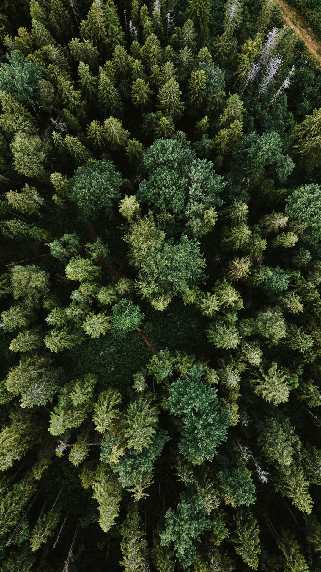 Birds-eye view of a forest of evergreens
