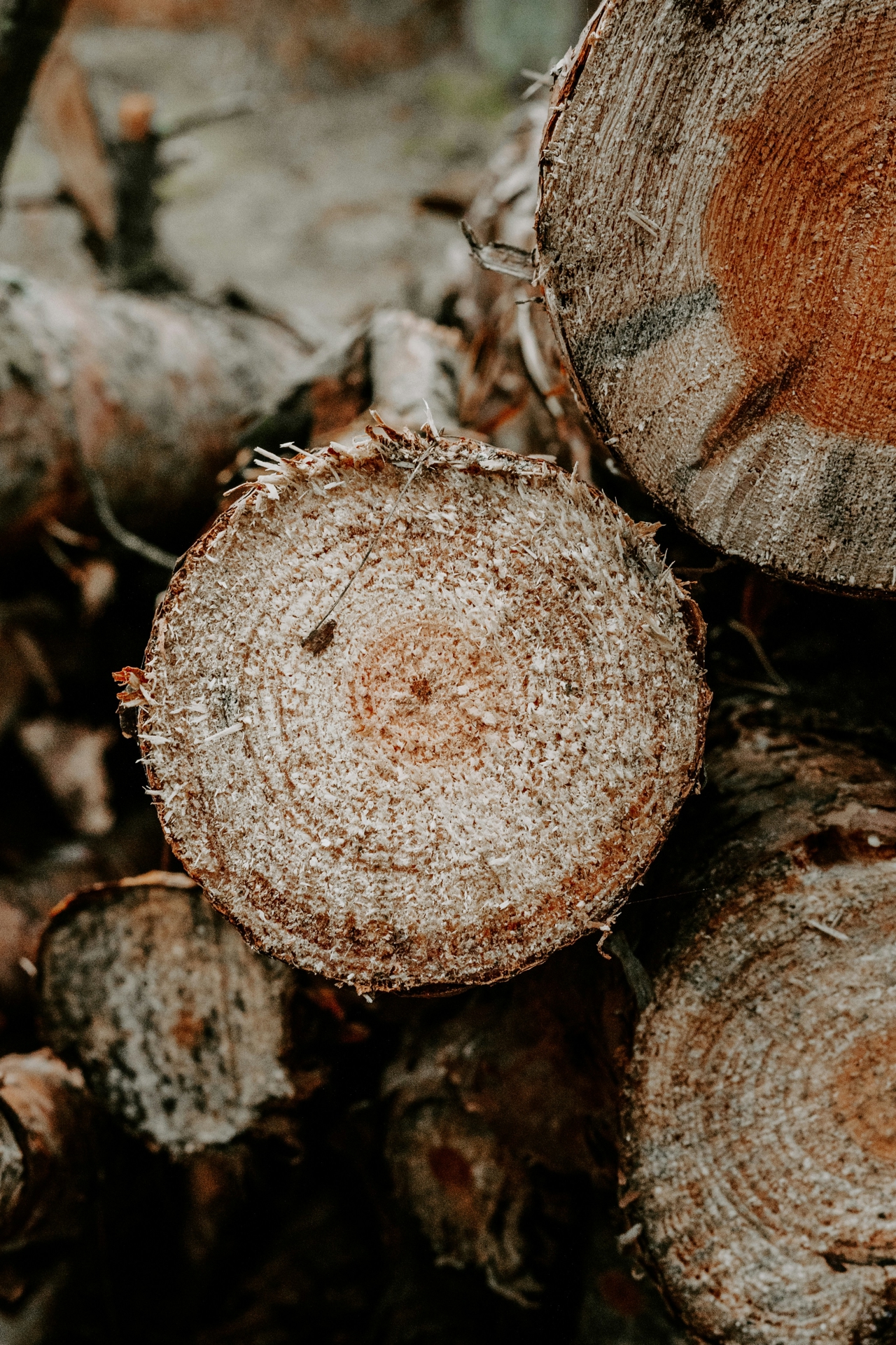 Pile of recently cut down logs in a Swedish forest.