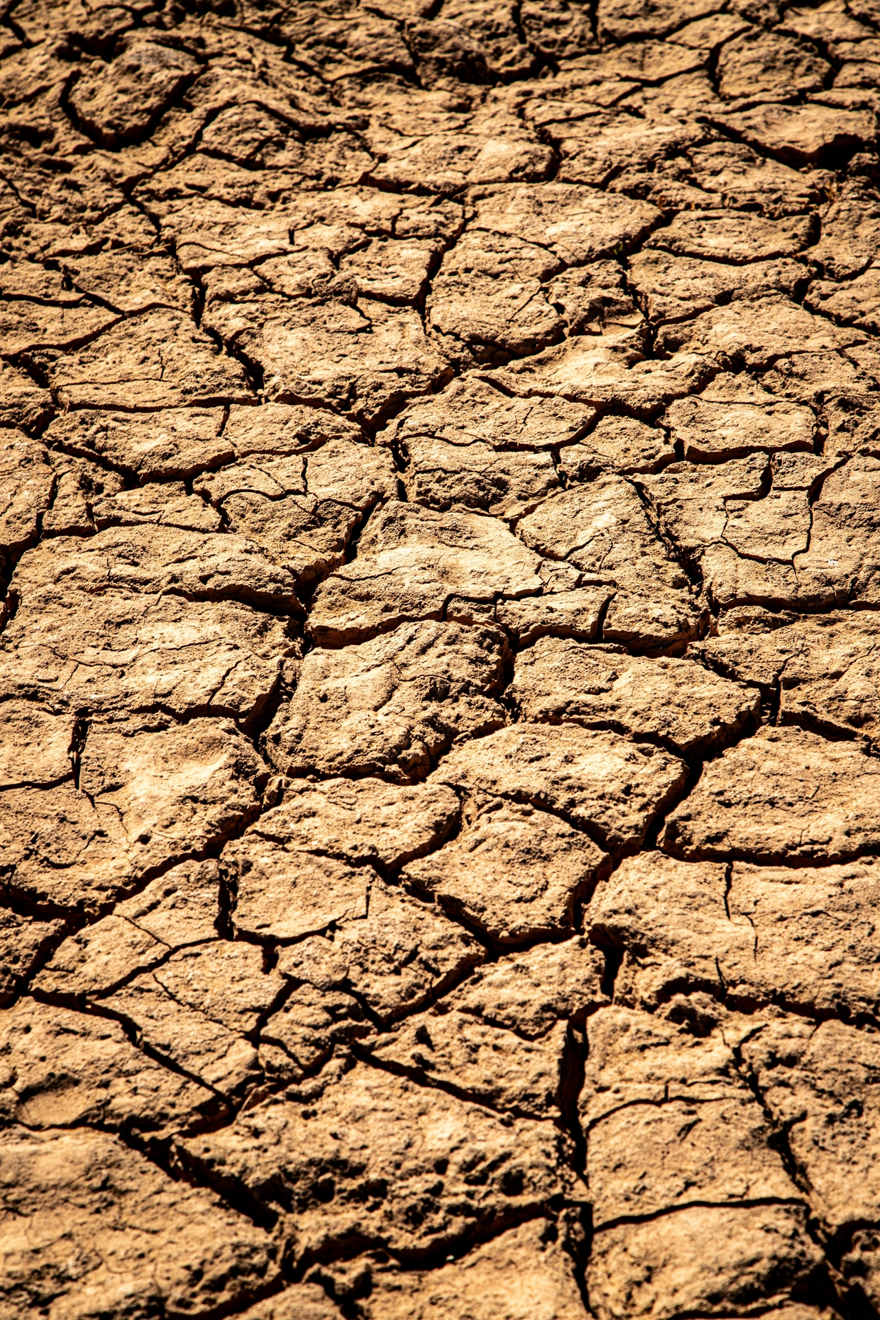 Ground suffering from desertification, the earth is cracked due to drought.