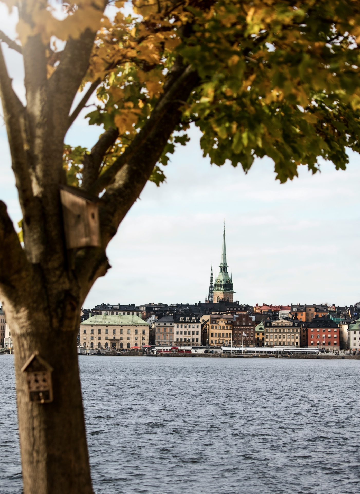 Swedish city spotted through foliage surrounded by water.
