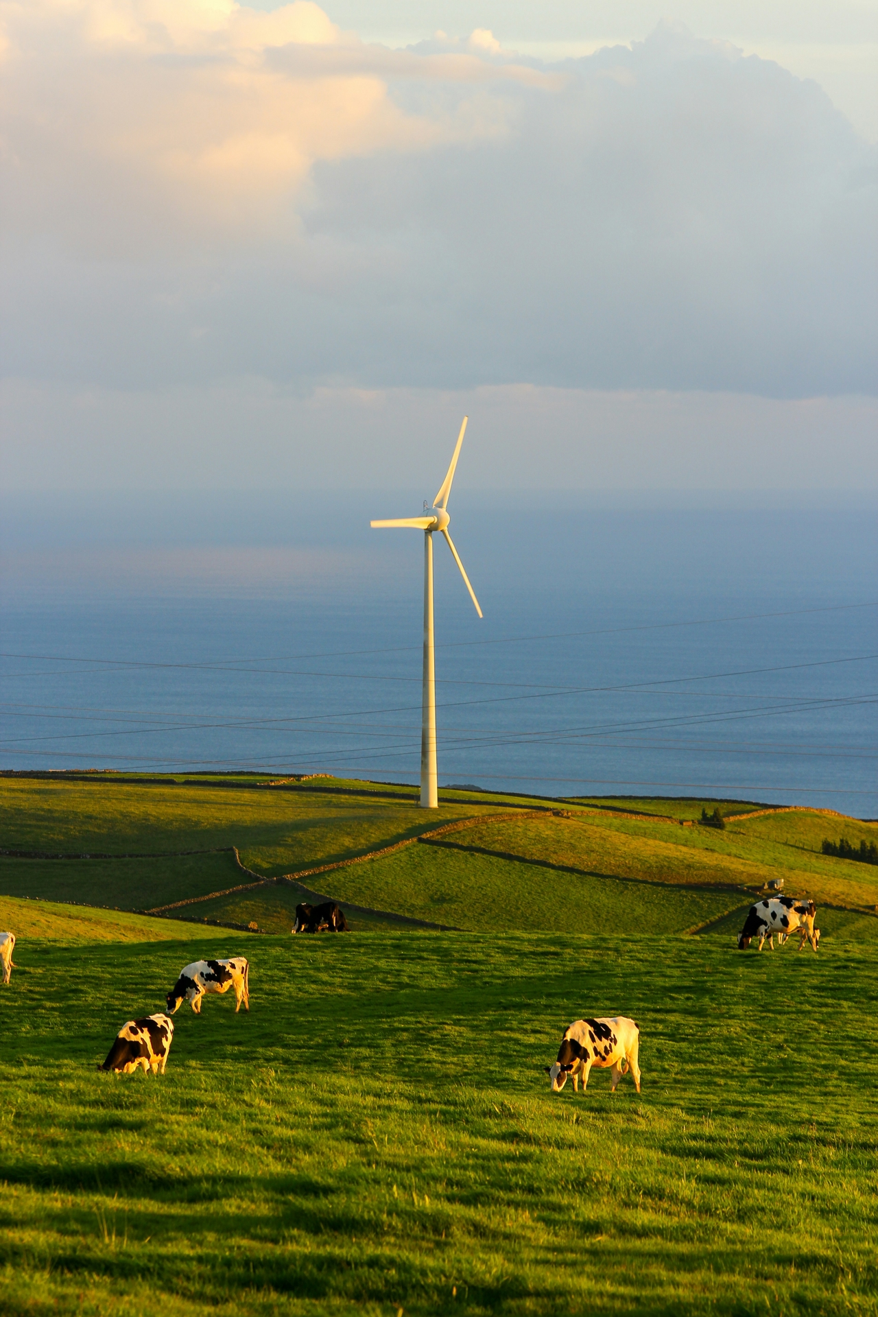 A wind turbine standing in a green field where cows are grazing.